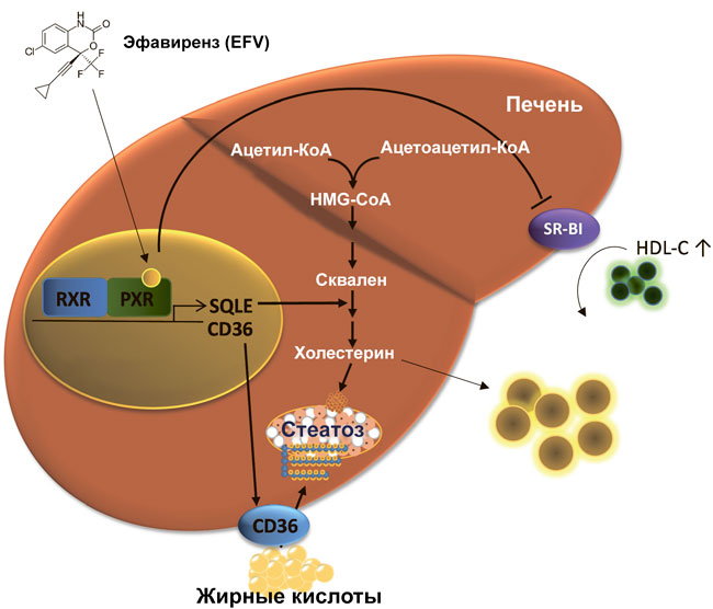 Механизм активации эфавирензем PXR и индукции гиперхолестеринемии и стетоза печени
